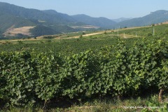 N of Berd