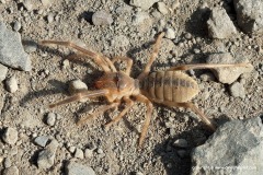 Solifugae sp.