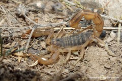 Mesobuthus eupeus