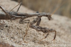 Mantis religios