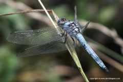 Odonata sp.