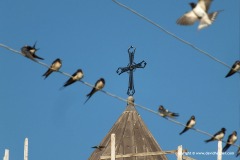Hirundo rustica