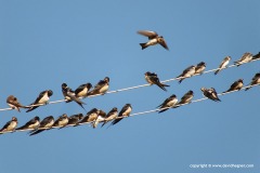 Hirundo rustica