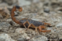 Mesobuthus eupeus