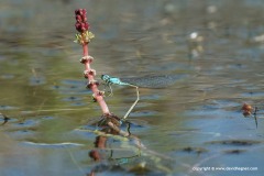 Odonata sp.