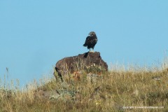 Buteo rufinus