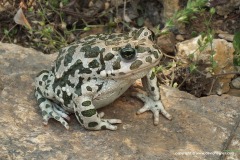 Bufotes variabilis