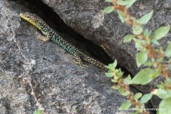 Darevskia raddei nairensis