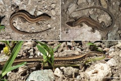 Darevskia praticola