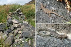 Darevskia unisexualis