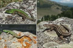 Lacerta agilis boemica