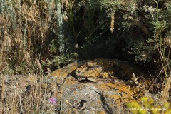 Lacerta strigata