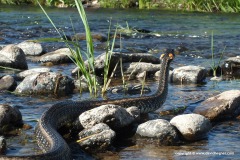 Natrix natrix ssp.