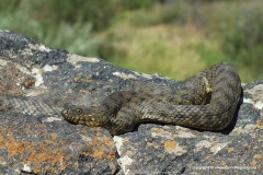Natrix tessellata