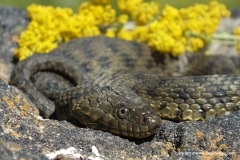 Natrix tessellata