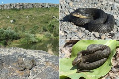 Natrix tessellata