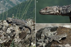 Paralaudakia caucasia