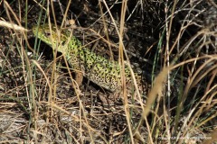 Lacerta strigata