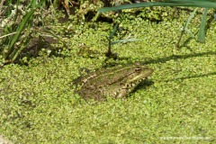 Pelophylax bedriagae
