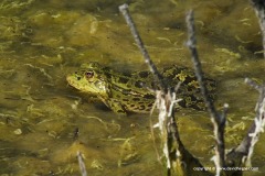 Pelophylax bedriagae
