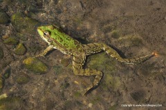 Pelophylax bedriagae