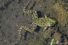 Pelophylax bedriagae