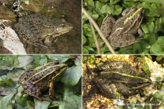 Pelophylax bedriagae