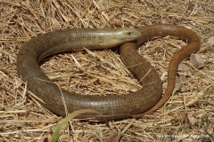 Pseudopus apodus