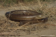 Pseudopus apodus