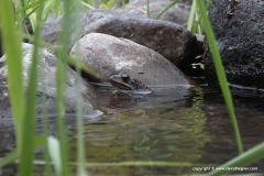 Rana macrocnemis