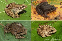Rana macrocnemis