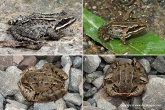 Rana macrocnemis