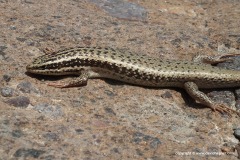 Trachylepis septemtaeniata