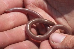 Typhlops vermicularis