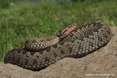 Vipera eriwanensis