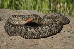 Vipera eriwanensis