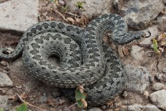 Vipera eriwanensis
