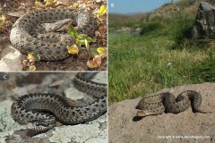 Vipera eriwanensis