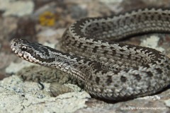 Vipera eriwanensis
