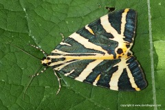 Euplagia splendidior