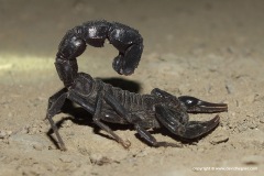 Androctonus crassicauda