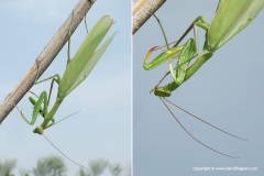 Mantis religios
