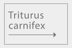 Triturus carnifex