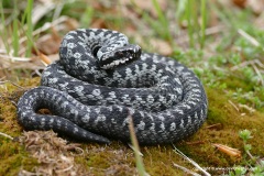 Vipera berus