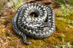 Vipera berus