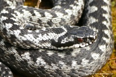 Vipera berus