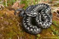 Vipera berus