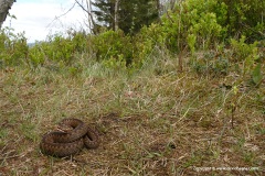 Vipera berus
