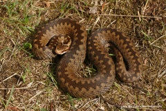 Vipera berus