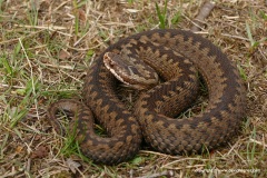 Vipera berus